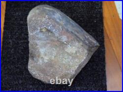 Dinosaur Bone From Utah