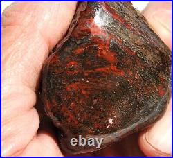 Dinosaur Bone Healing Meditation Charm Decor Black Cherry Lover 99gr-3.5oz