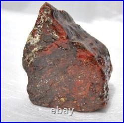 Dinosaur Bone Healing Meditation Charm Decor Black Cherry Lover 99gr-3.5oz