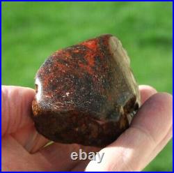 Dinosaur Bone Healing Meditation Charm Decor Black Cherry Lover 99gr-3.5oz