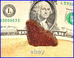 Dinosaur Bone Pink Lady LGBTQIA+ Psychic Spiritual Magic Charm Décor 30gr-1oz