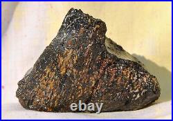 Dinosaur Bone Rainbow Volcano Fossil Jurassic Energy Psychic Telepathic 87gr