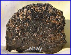 Dinosaur Bone Rainbow Volcano Fossil Jurassic Energy Psychic Telepathic 87gr