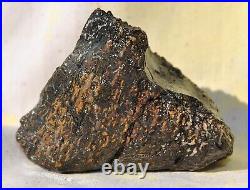 Dinosaur Bone Rainbow Volcano Fossil Jurassic Energy Psychic Telepathic 87gr