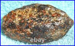 Dinosaur Bone Ruby Black Healing Talisman Meditation Jurassic Stone 75g-2.6oz