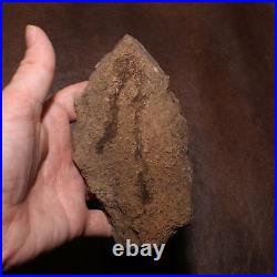 Dinosaur Bone Section AUTHENTIC FOSSIL from Hell Creek Formation Cretaceous