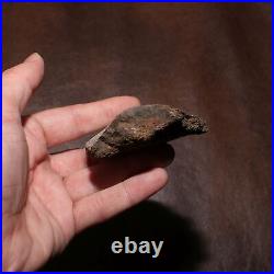 Dinosaur Bone Section AUTHENTIC FOSSIL from Hell Creek Formation Cretaceous
