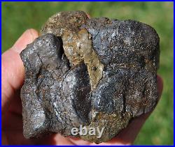 Dinosaur Conglomerate Gem Bone Barney Rubble Fossils Jurassic 238gr-8.4oz