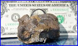 Dinosaur Conglomerate Gem Bone Barney Rubble Fossils Jurassic 238gr-8.4oz