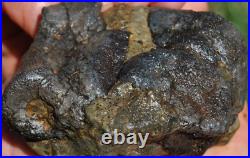 Dinosaur Conglomerate Gem Bone Barney Rubble Fossils Jurassic 238gr-8.4oz