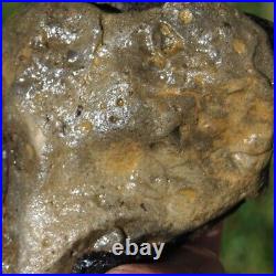 Dinosaur Conglomerate Gem Bone Barney Rubble Fossils Jurassic 238gr-8.4oz