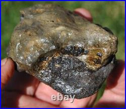 Dinosaur Conglomerate Gem Bone Barney Rubble Fossils Jurassic 238gr-8.4oz