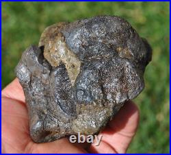 Dinosaur Conglomerate Gem Bone Barney Rubble Fossils Jurassic 238gr-8.4oz