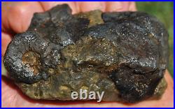 Dinosaur Conglomerate Gem Bone Barney Rubble Fossils Jurassic 238gr-8.4oz