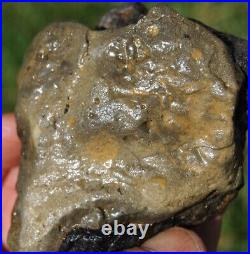 Dinosaur Conglomerate Gem Bone Barney Rubble Fossils Jurassic 238gr-8.4oz