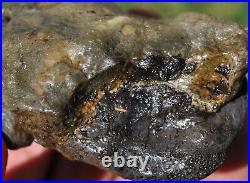 Dinosaur Conglomerate Gem Bone Barney Rubble Fossils Jurassic 238gr-8.4oz