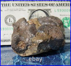 Dinosaur Conglomerate Gem Bone Barney Rubble Fossils Jurassic 238gr-8.4oz