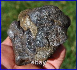 Dinosaur Conglomerate Gem Bone Barney Rubble Fossils Jurassic 238gr-8.4oz