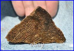 Dinosaur Dragon Skin Fossil Bone Jurassic Agatized Jewelry Quality 78gr-2.8oz