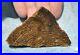 Dinosaur Dragon Skin Fossil Bone Jurassic Agatized Jewelry Quality 78gr-2.8oz