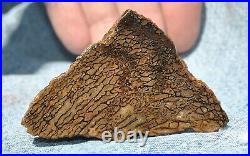 Dinosaur Dragon Skin Fossil Bone Jurassic Agatized Jewelry Quality 78gr-2.8oz