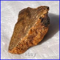 Dinosaur Dragon Skin Fossil Bone Jurassic Agatized Jewelry Quality 78gr-2.8oz