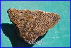 Dinosaur Dragon Skin Fossil Bone Jurassic Agatized Jewelry Quality 78gr-2.8oz