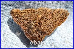 Dinosaur Dragon Skin Fossil Bone Jurassic Agatized Jewelry Quality 78gr-2.8oz