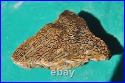 Dinosaur Dragon Skin Fossil Bone Jurassic Agatized Jewelry Quality 78gr-2.8oz