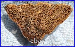 Dinosaur Dragon Skin Fossil Bone Jurassic Agatized Jewelry Quality 78gr-2.8oz