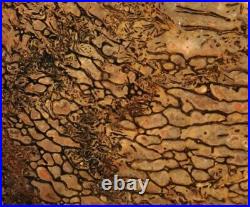 Dinosaur Dragon Skin Fossil Bone Jurassic Agatized Jewelry Quality 78gr-2.8oz