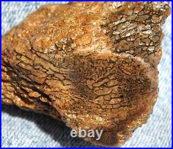 Dinosaur Dragon Skin Fossil Bone Jurassic Agatized Jewelry Quality 78gr-2.8oz