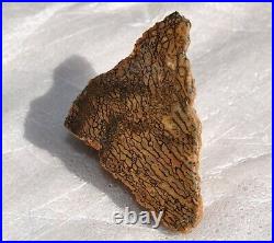 Dinosaur Dragon Skin Fossil Bone Jurassic Agatized Jewelry Quality 78gr-2.8oz