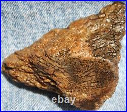 Dinosaur Dragon Skin Fossil Bone Jurassic Agatized Jewelry Quality 78gr-2.8oz