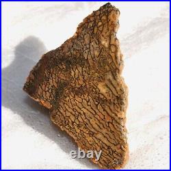 Dinosaur Dragon Skin Fossil Bone Jurassic Agatized Jewelry Quality 78gr-2.8oz