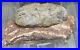 Dinosaur Egg And Rare Dinosaur Hand Bone In Matrix Fossil. Oviraptor Species