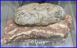 Dinosaur Egg And Rare Dinosaur Hand Bone In Matrix Fossil. Oviraptor Species