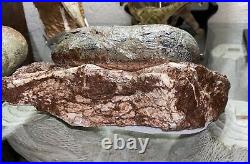 Dinosaur Egg And Rare Dinosaur Hand Bone In Matrix Fossil. Oviraptor Species