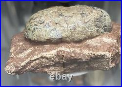 Dinosaur Egg And Rare Dinosaur Hand Bone In Matrix Fossil. Oviraptor Species