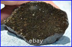 Dinosaur Fossil Black Starry Night Jurassic Healing Psychic Telepathic 61gr