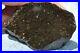 Dinosaur Fossil Black Starry Night Jurassic Healing Psychic Telepathic 61gr