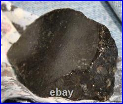 Dinosaur Fossil Black Starry Night Jurassic Healing Psychic Telepathic 61gr