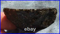 Dinosaur Fossil Black Starry Night Jurassic Healing Psychic Telepathic 61gr