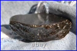 Dinosaur Fossil Black Starry Night Jurassic Healing Psychic Telepathic 61gr