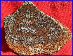 Dinosaur Fossil Bone Golden Trails Jurassic Agatized Jewelry Stone 26gr-1oz