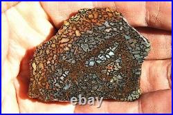 Dinosaur Fossil Bone Golden Trails Jurassic Agatized Jewelry Stone 26gr-1oz