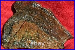 Dinosaur Fossil Bone Scarlet Party Jurassic Agatized Jewelry Stone 69gr-2.4oz