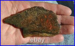 Dinosaur Fossil Bone Scarlet Party Jurassic Agatized Jewelry Stone 69gr-2.4oz