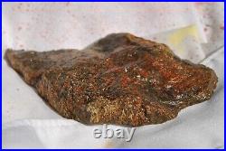 Dinosaur Fossil Bone Scarlet Party Jurassic Agatized Jewelry Stone 69gr-2.4oz