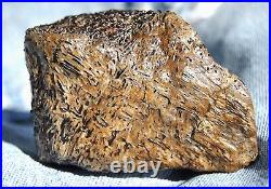 Dinosaur Fossil Chocolate Cream Cake Petrified Jurassic Jewelry Stone 133gr